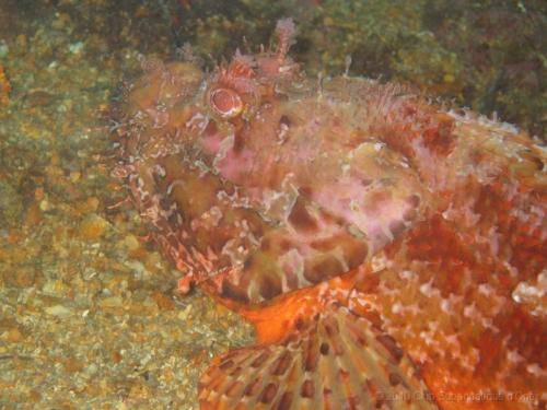 cavalaire05 0007